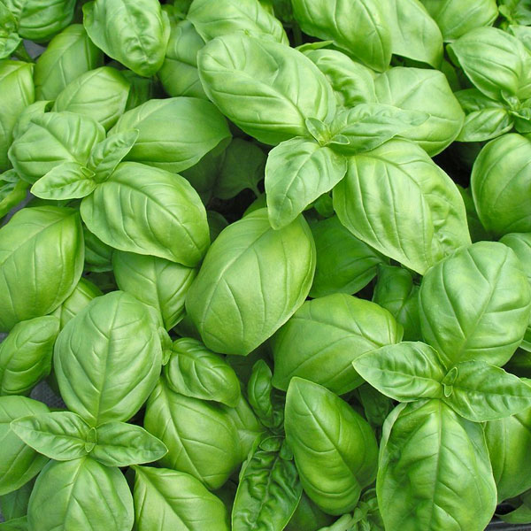 Fines herbes Basilic vert