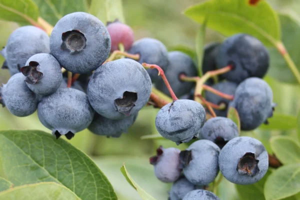 Plant de bleuets Spartan